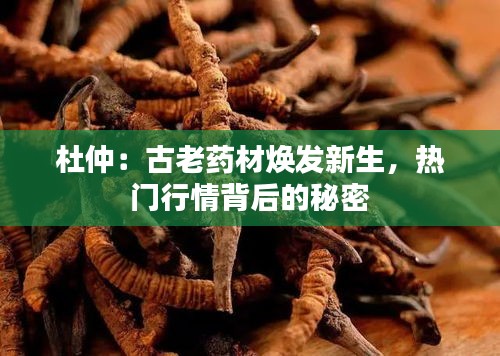 杜仲：古老药材焕发新生，热门行情背后的秘密