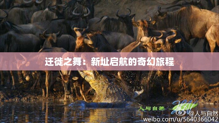 迁徙之舞：新址启航的奇幻旅程