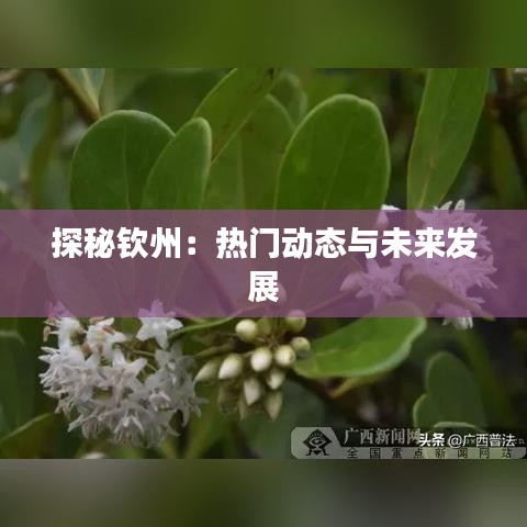 探秘钦州：热门动态与未来发展