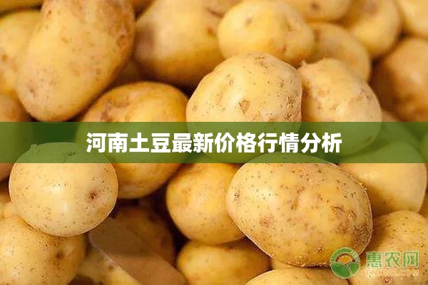 河南土豆最新价格行情分析