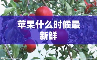 苹果什么时候最新鲜