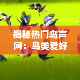 揭秘热门鸟声网：鸟类爱好者的在线乐园