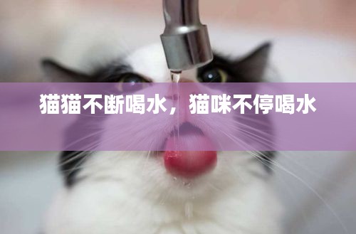 猫猫不断喝水，猫咪不停喝水 