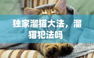 独家溜猫大法，溜猫犯法吗 