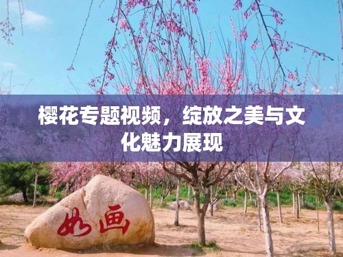 樱花专题视频，绽放之美与文化魅力展现