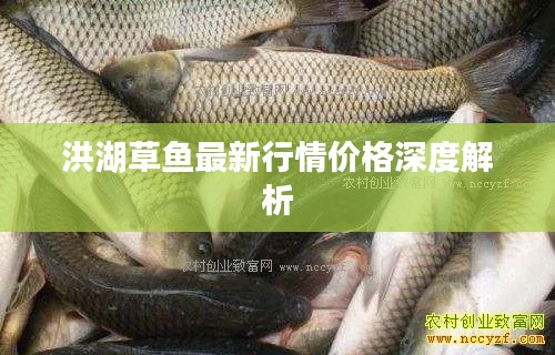 洪湖草鱼最新行情价格深度解析