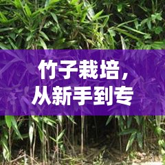 竹子栽培，从新手到专家的全方位教程