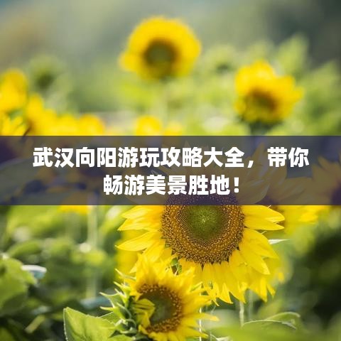 武汉向阳游玩攻略大全，带你畅游美景胜地！