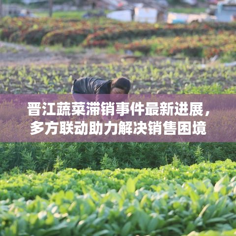 晋江蔬菜滞销事件最新进展，多方联动助力解决销售困境