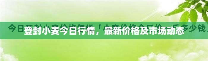 登封小麦今日行情，最新价格及市场动态