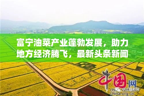 富宁油菜产业蓬勃发展，助力地方经济腾飞，最新头条新闻